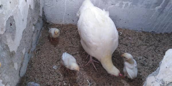 pure bengum heera aseel chicks