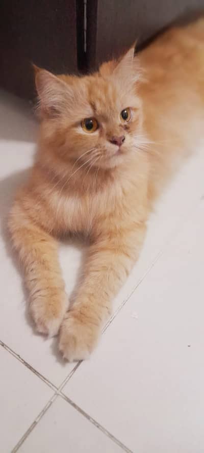 Active persian female semi punch face