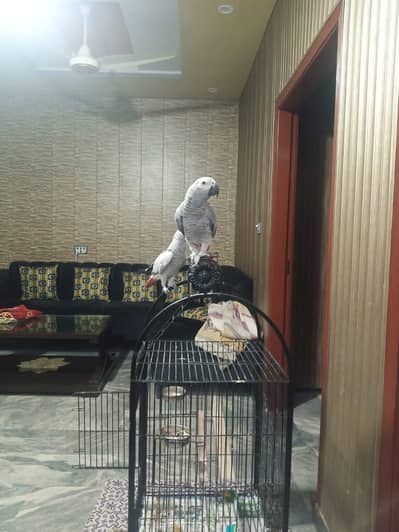 African grey parrot for sale 03359075406