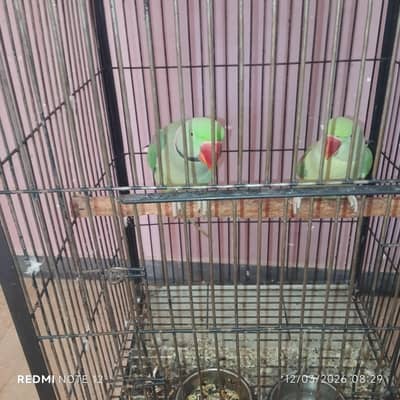 raw parrots pair for sell