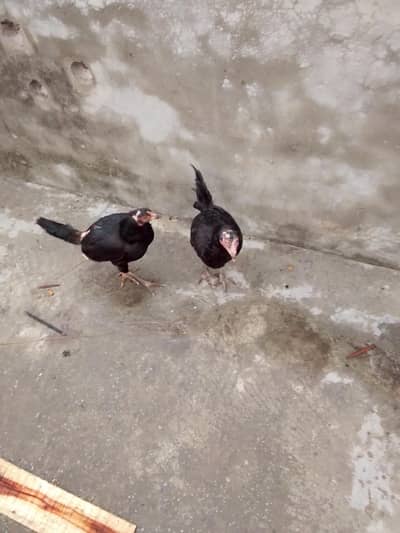 Pure Desi Kurak Hens