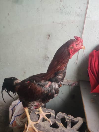 Aseel murgha pure quality