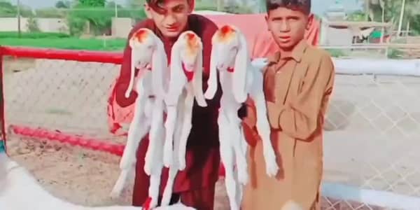 gulabi Bakri far sale 03405796364