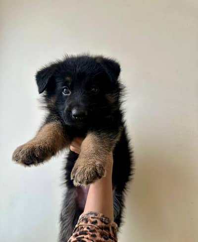 German shepherd puppy available