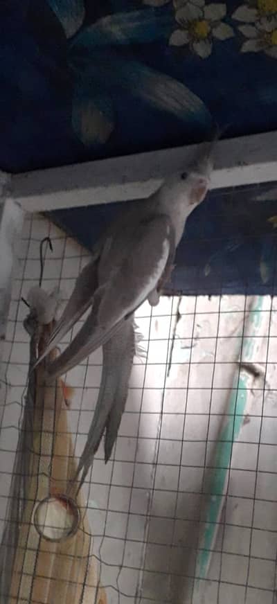 1 Female Breeder with Chick + 1 Cocktail Baby