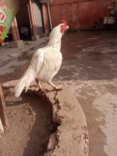 Aseel Murgy or Murgian