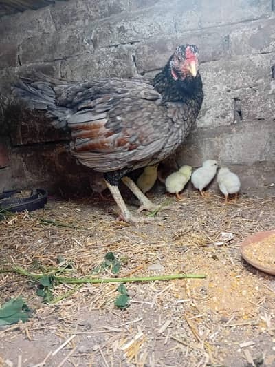 Aseel Murghi (Heera Nasal Cross) with 6 Chicks for Sale