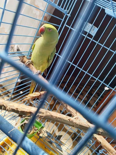 ringneck female