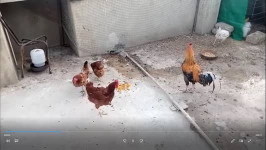 Hen Sale