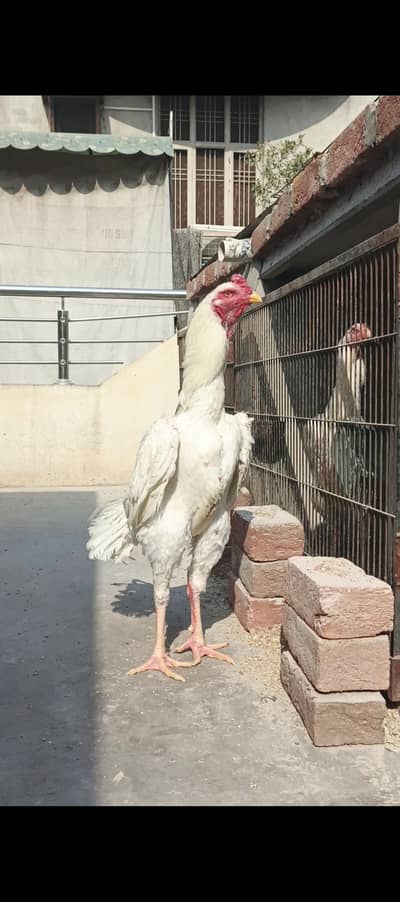 White Breeder Shamo Pair