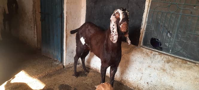 Nagra beetal breader bakra 6 dant