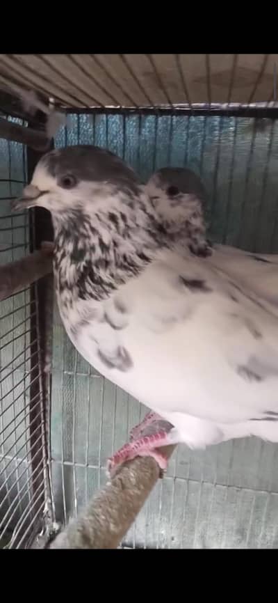 highflying pure 35 wala sialkoti pair