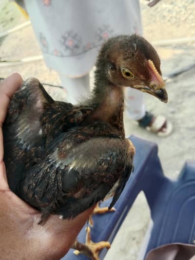 Aseel murga ka bacha hy sale Karna hy