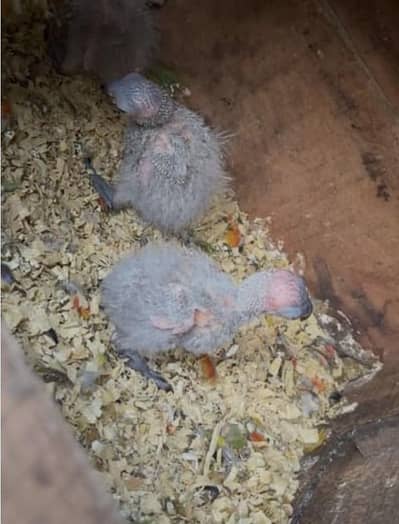 swinson lorry chicks price in pak