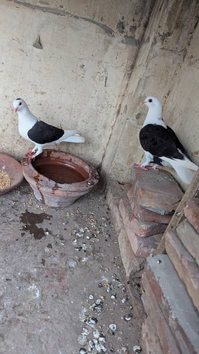 sentinent cross breed