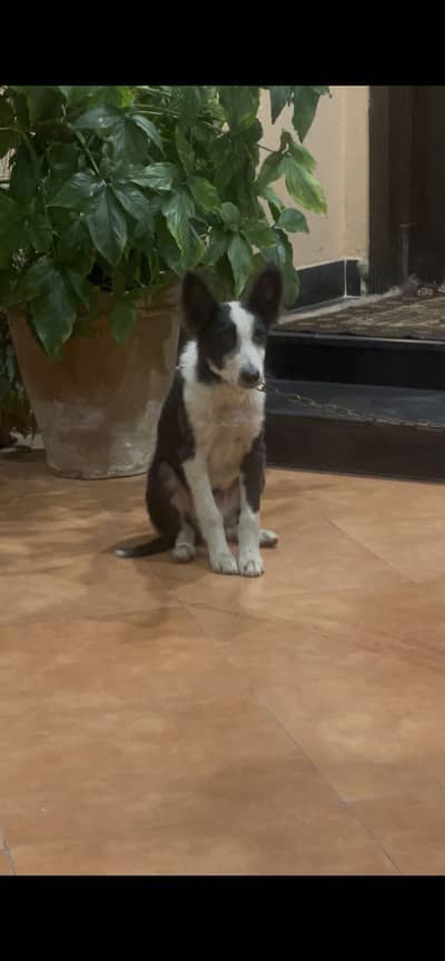 Border Collie male 4 months old.