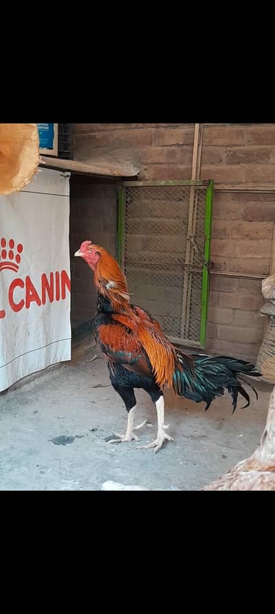 Hint aseel available