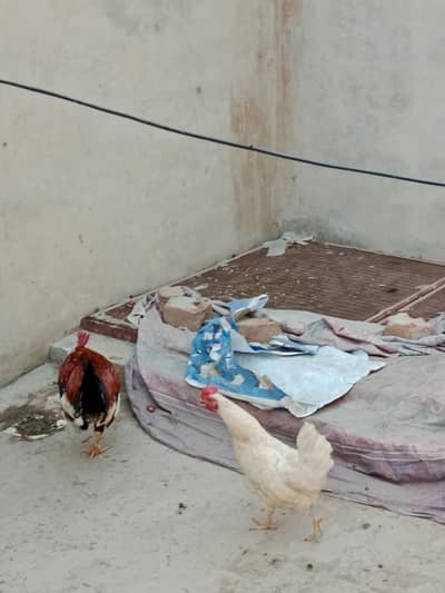 Hen for sale Misri