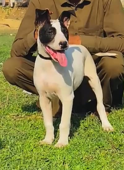 kohati guktair dog for sale