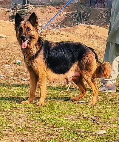 German Shepherd | GSD | breeder Female for sale