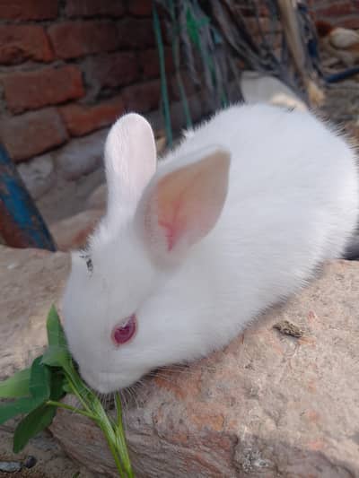 Red eyes rabbits