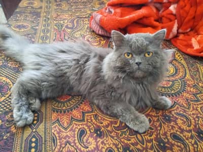 Golden Eyes Persian cat