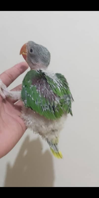 kashmiri raw parrot