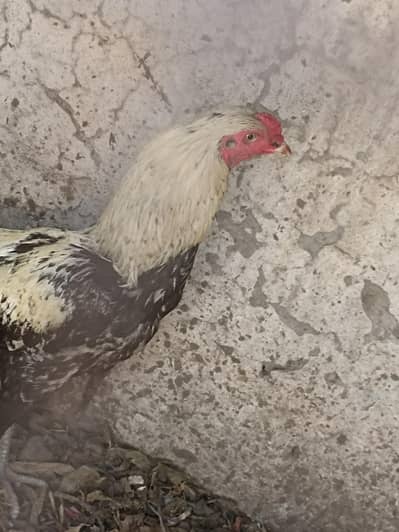 urgent sale full active hia