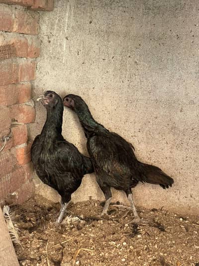 Black dragons female for sale