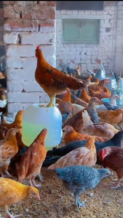 Golden misri hens for sale My WhatsApp number 03379223045