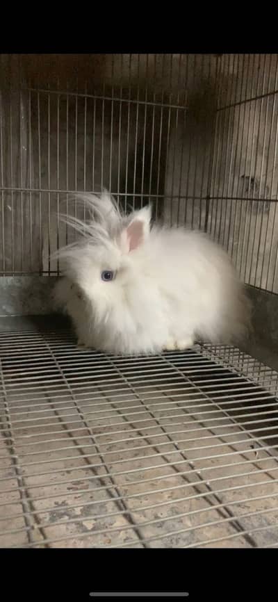 Teddybear rabbit breeder rabbit blue eyes