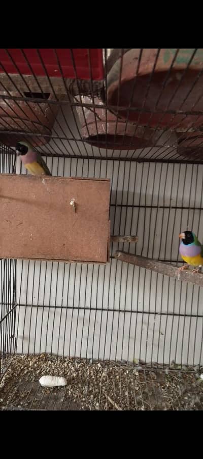 3 pairs goldian finches available