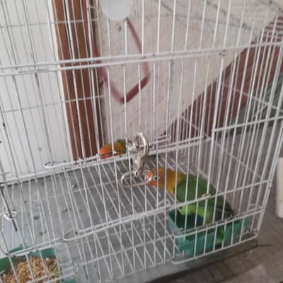 green opaline and handtame budgies