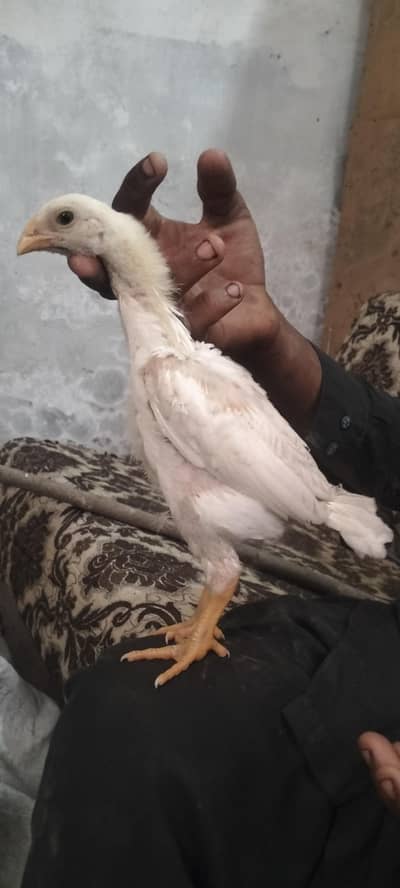 Pure White German Shamo Chicks For Sale