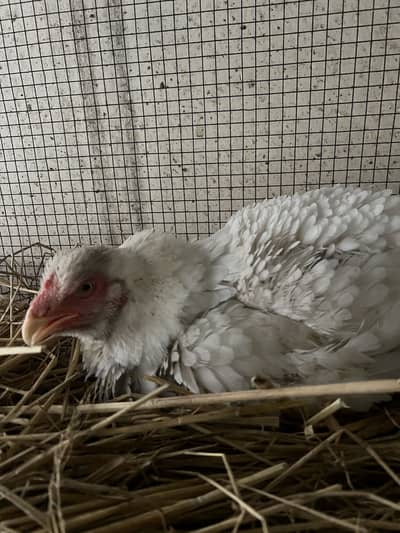 White Aseel Shamo hen