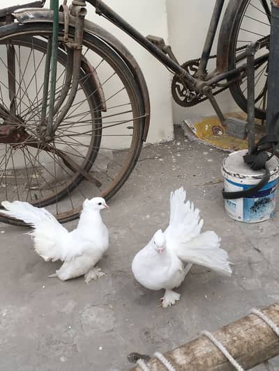 Breeder pair long size 03071708239