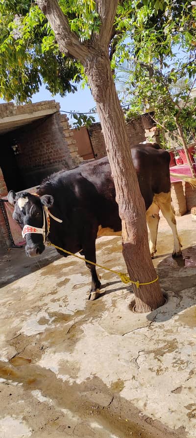 jarsi frezaan cholistani 1st timer  teyar  wachi