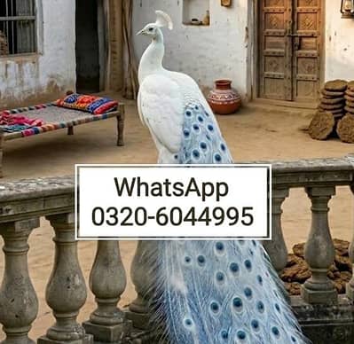 White Peacock For Sale