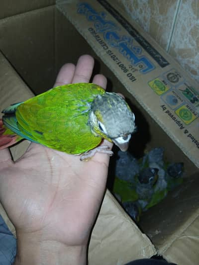 pineapple Conure
