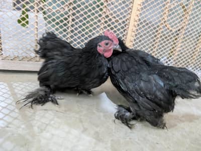 All type of fancy breeds available.