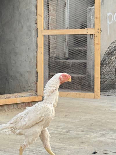 indian parrot beak long tail