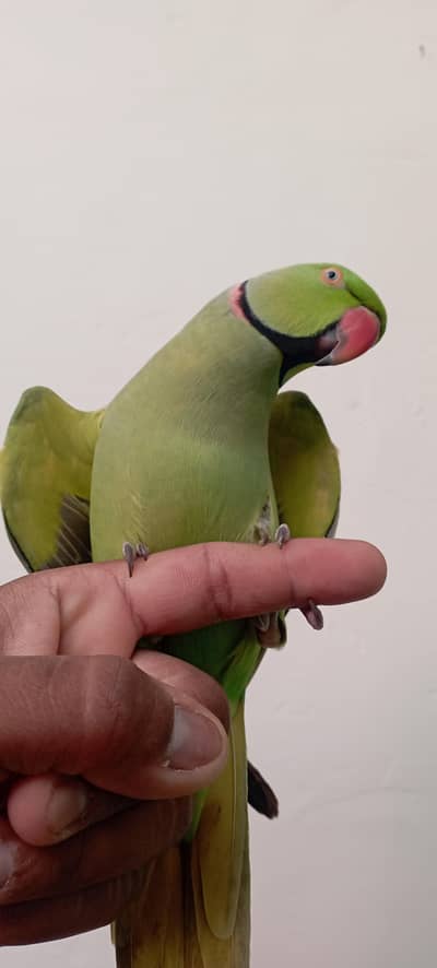 Ring neck parrot