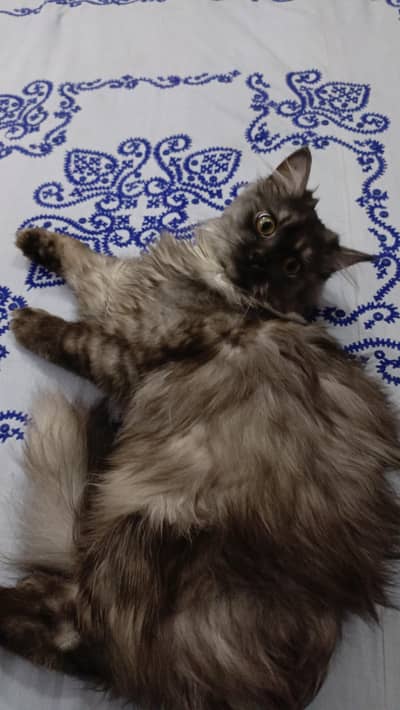 Person Cat for sale.