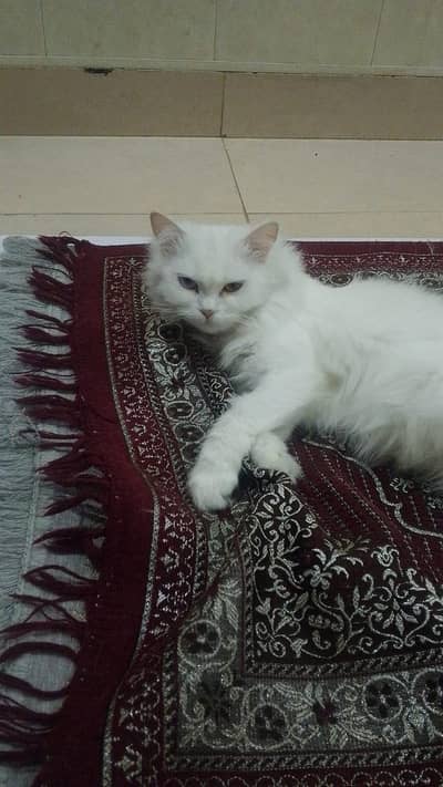 pure persian cat for sale - Healthy & playful