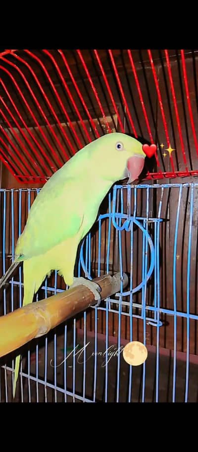 Talking Parrot for Sale – Healthy & Active