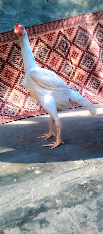 Aseel shamo/o shamu/high quality breed of shamo