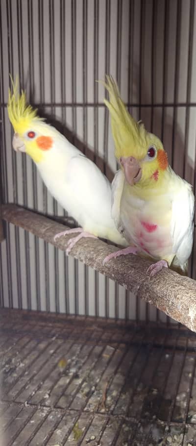 Cocktail breeder pairs Loation Jarnwala Sirf call O3O34O88469