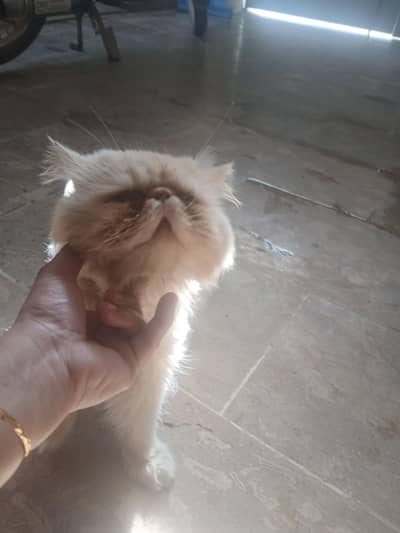 peki breedar male fior salr