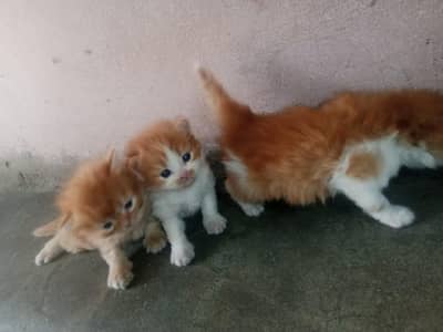 Persian triple coated cfa blood line. . male female both. .
