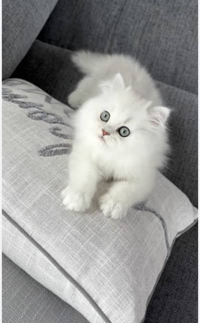 Persian kitten | Triple long coated | punch Face| Blue Eyes kittens